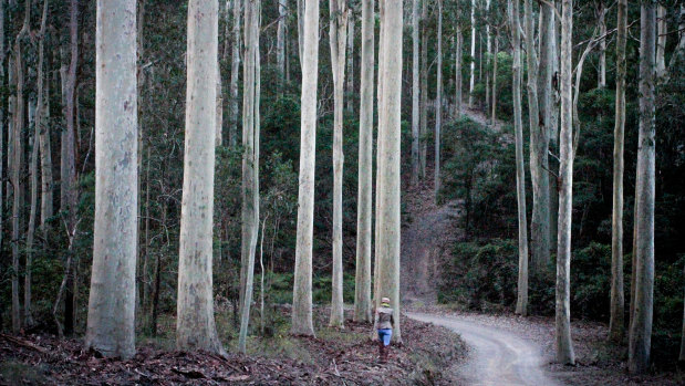 A person walks through tall trees in the Corunna State Forest.