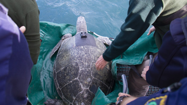 Jervis, a 100-kilogram green turtle, was released into Sydney Harbour following a six-week recovery in Taronga Wildlife Hospital.