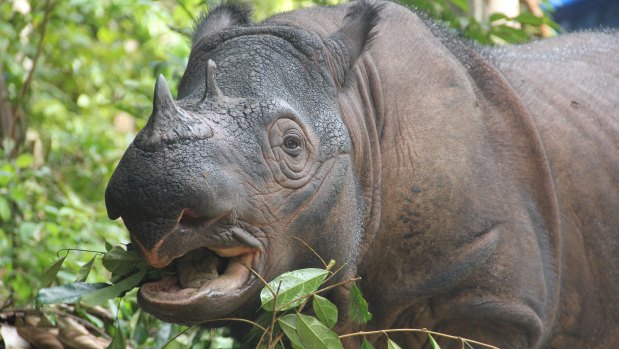 There are fewer than 80 Sumatran rhinos left in the world, with some estimates as low as 30.