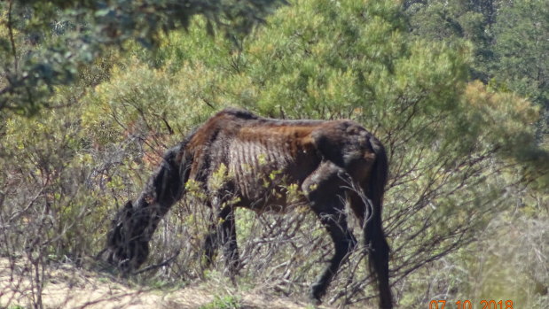 Dry conditions have led to poor health of some of the feral horses - also known as brumbies - in the Kosciuszko National Park, conservationists say.