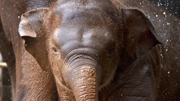 Young Asian elephant female Tukta died of a sudden onset illness on Monday afternoon. 
