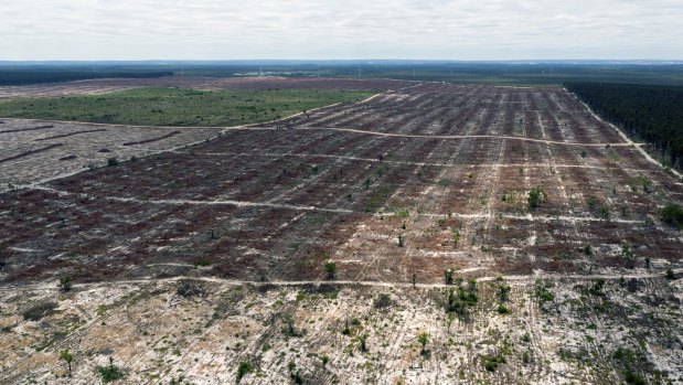 Gnangara mound pine plantations across the cities of Wanneroo and Swan are mostly cleared. 
