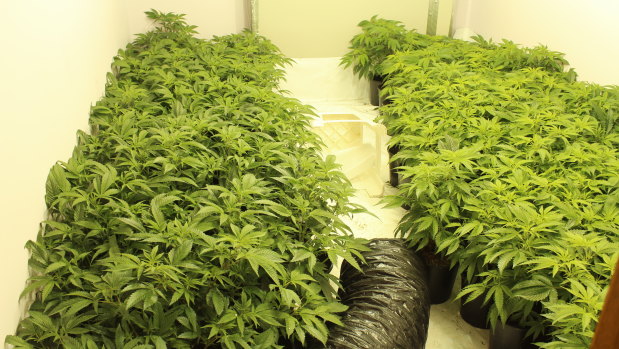 Cannabis crops found inside one of the alleged hydro houses.
