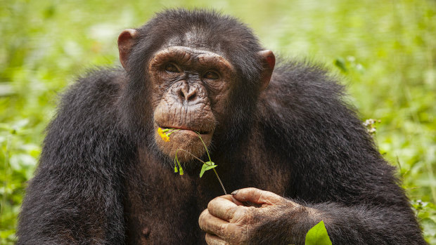 Sub-adult male chimp, Daniel, photographed in 2016, nine years after his arrival at Mefou Primate Park.