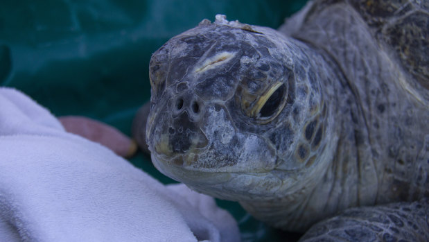 Jervis, a 100-kilogram green turtle, was released into Sydney Harbour following a six-week recovery in Taronga Wildlife Hospital.