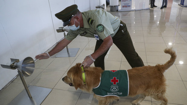 A police handler and his COVID-19 sniffer dog give a demonstration at the Arturo Merino Benítez International Airport in Santiago, Chile.
