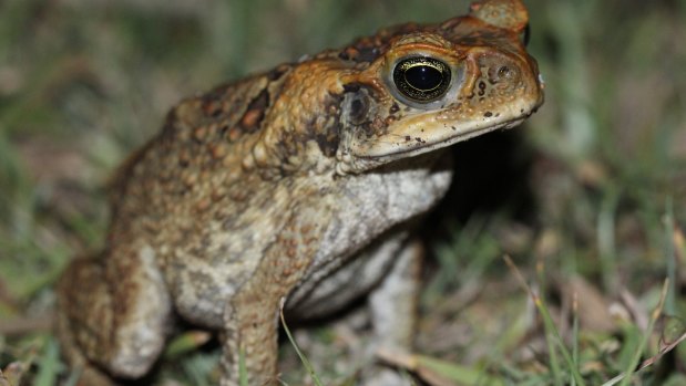 A cane toad.