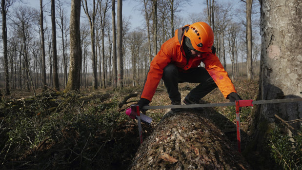 A forest worker measures an oak in the Forest of Berce in the Loire region.
