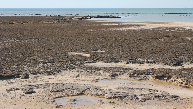 The field of stromatolites in Hamelin Pool, Shark Bay