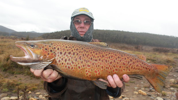 Plummeting temperatures, rain and snow in the mountains is good news for trout anglers.