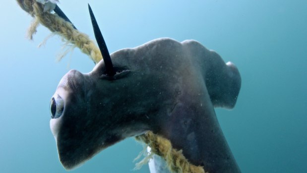 Baited drum lines were to blame for the deaths of hammerhead sharks off the coast of Magnetic Island in the Great Barrier Reef Marine Park in August.