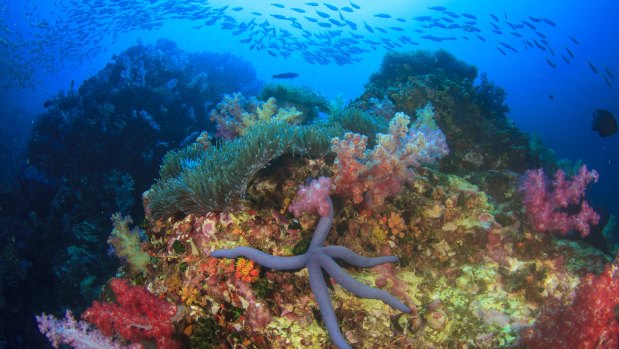 Ningaloo Reef is one of the richest marine provinces in the world.