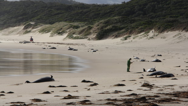 Whale carcasses were found several days ago on the remote Rame Beach in  Croajingolong National Park.