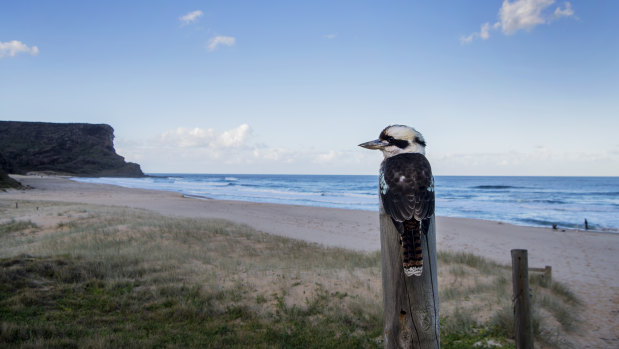 A walk between Garie Beach, in the Royal National Park, and Otford, will be upgraded. 