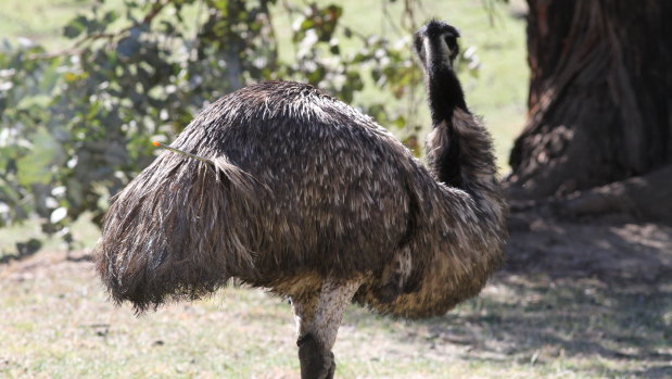 More than a year after it was shot, an emu moving around the Cotter area still has an arrow protruding from its body