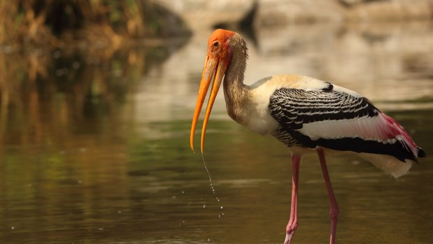 Research has found tropical waterbirds such as the painted stork (pictured) are being forced out of tropical areas because of rising temperatures.