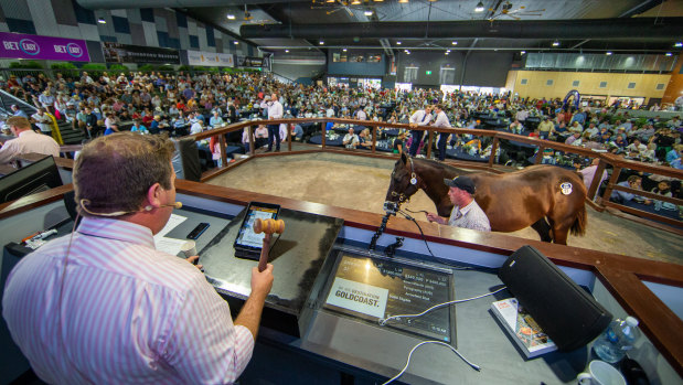 All action: The Magic Millions National sales on the Gold Coast are certain to again attract the big buyers.