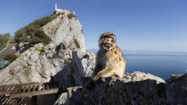 A Barbary macaque, the only free-roaming monkeys in Europe, with the Rock of Gibraltar looming in the background.