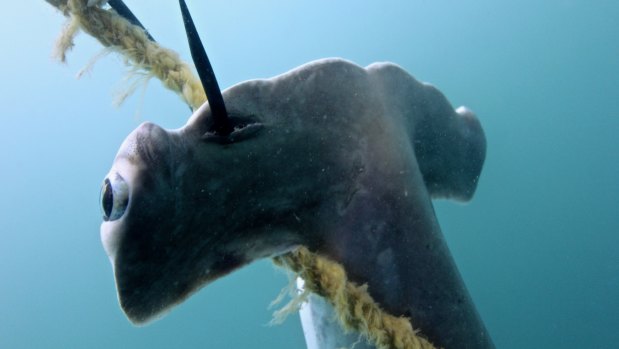 Baited drum lines were to blame for the deaths of hammerhead sharks off the coast of Magnetic Island in the Great Barrier Reef Marine Park in August.