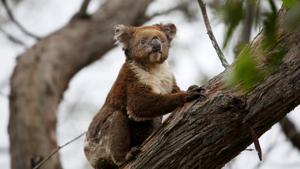 Koala habitat was devastated in the 2019-20 Black Summer bushfires. The federal Environment Minister Sussan Ley says a new population census is needed to help the species recover.  