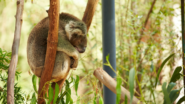 Cute koala photo for you to enjoy. 