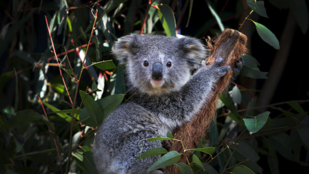 The Coalition has introduced to parliament proposed changes to wind back koala protections on private rural land.