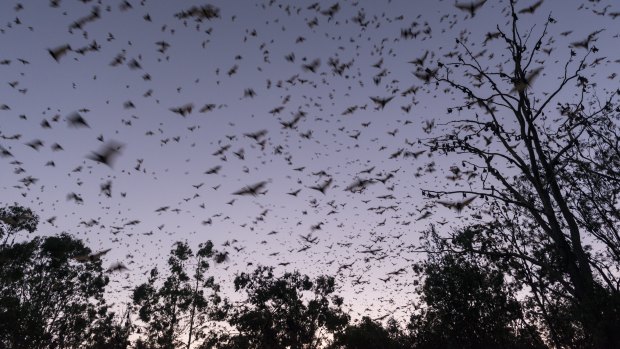 Bat colony on the move.