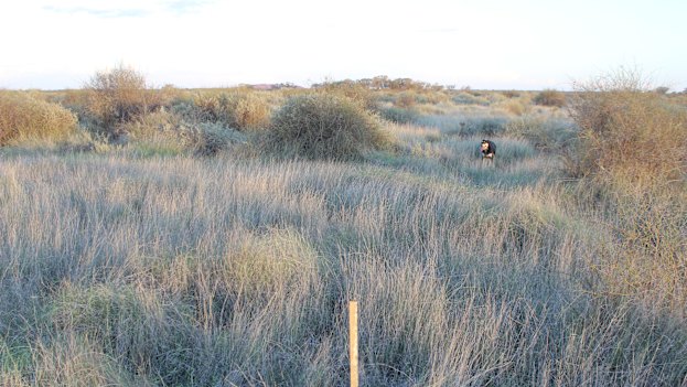 Wooleen in 2018: profit from perennial grass, year-round protection for native species, and robust ecology. 