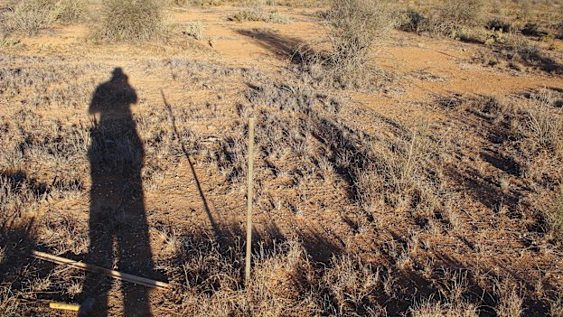 Wooleen in 2014 showing minimal perennial grass, minimal production, minimal protection for the soil and native fauna. 