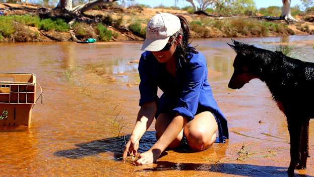 Overseen by Emily the dog, Frances Pollock plants sedges in the Murchison riverbed to help prevent erosion. 