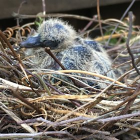 The turtle dove hatchling waits for its mother,