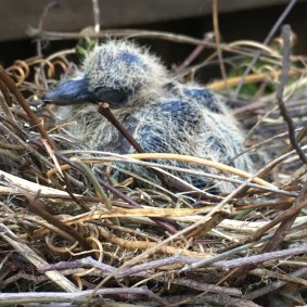 The turtle dove hatchling waits for its mother,