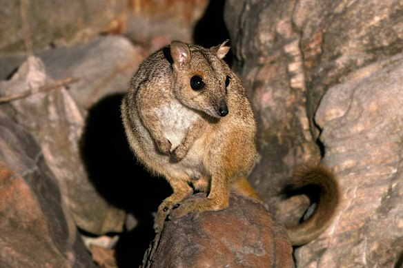A Nabarlek on Augustus Island, off the Kimberley coast.