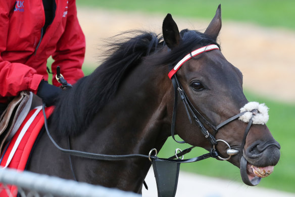 Prince Of Arran, pictured at Werribee last year, finished fourth at Caulfield Cup on Saturday. 