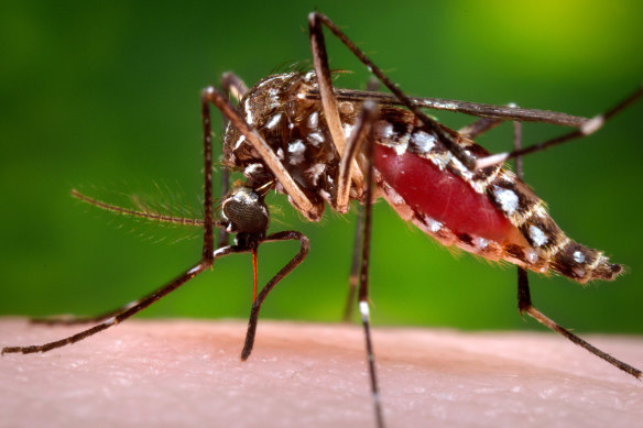A female Aedes aegypti mosquito in the process of acquiring a blood meal from a human host.