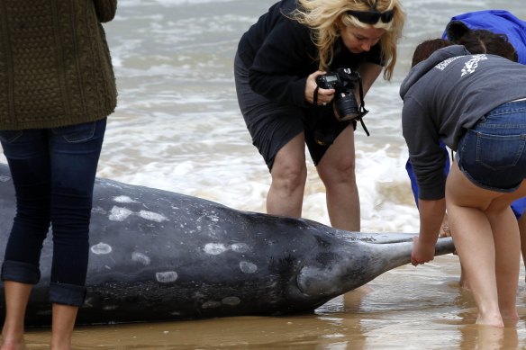 
A rare beaked whale washed up dead on Redhead Beach, near Lake Macquarie in October 2014.
14th October 2014 