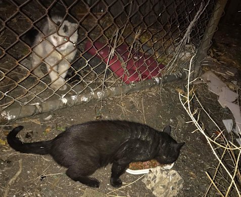 Stray cat Will, rear, when he was caught in Hawthorn with black cat Midnight in 2020.