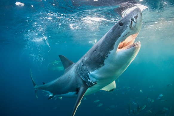 A great white off the Neptune Islands, Spencer Gulf, South Australia.