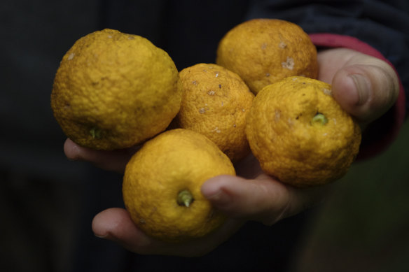 Yuzu is filtering down to cafes, restaurants and cocktail bars.