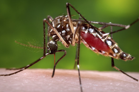 NSW has recorded four cases of Murray Valley encephalitis this season.