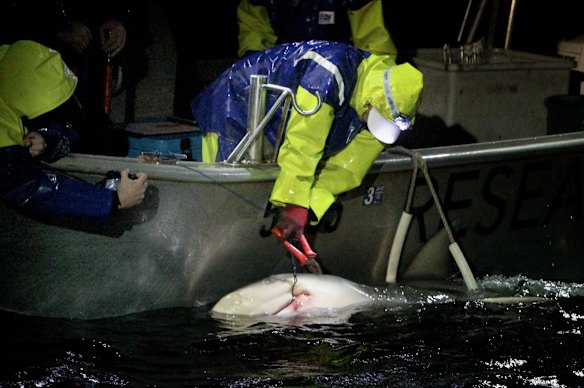 Co-author of the study Dr Amy Smoothey from DPI tags a bull shark in Sydney Harbour.