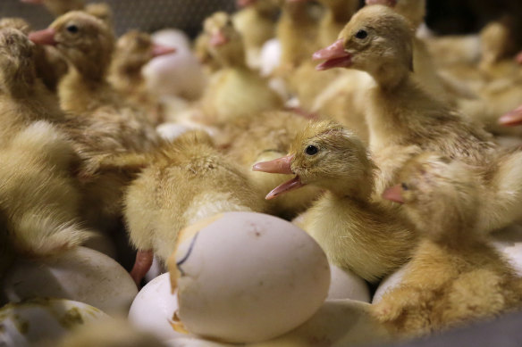 Day-old duck hatchlings crawl around inside an incubator at a duck farm in New York state.
