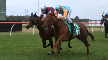 Hard to leave out: Grimoire (right) is among the chances in Wednesday's Events by ATC Handicap at Warwick Farm.