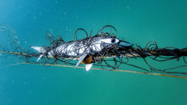 A scalloped hammerhead caught in a shark net on Palm Beach and photographed on March 28. 