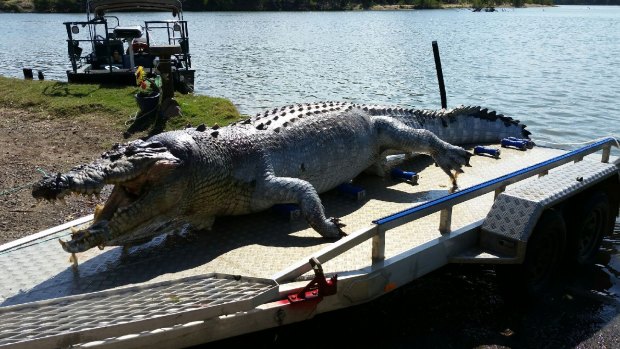 Police are still investigating after a 5.2-metre crocodile was found shot dead near Rockhampton.