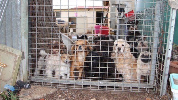 Rural dogs breeding discount