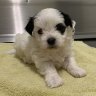 The second missing Maltese-Shih Tzu cross puppy who was taken from a Mitchelton home in Queensland has been found by police.