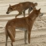 Dingoes on 75 Mile Beach near Eurong.