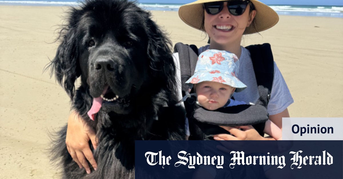 How anti-depressants saved my dog from rehoming