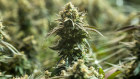 More than a third of the Merchant Opportunities fund is held in an unlisted German cannabis company.
